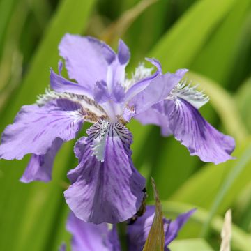 Iris tectorum