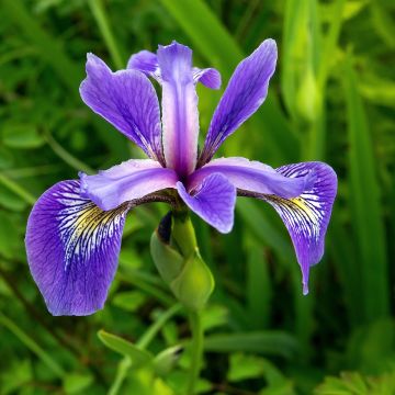 Iris versicolor