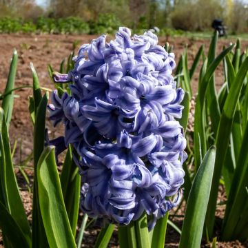 Hyacinthus x orientalis Sky Jacket