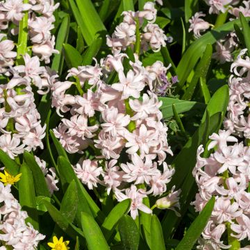 Hyacinthus orientalis Rosette