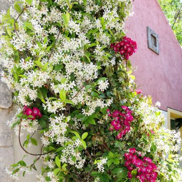 Jasminum officinale - Common jasmine