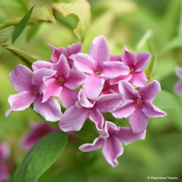 Jasminum stephanense Starry Starry Summer Scent