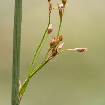 Juncus inflexus - Jonc glauque