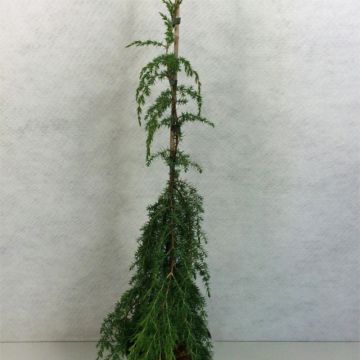 Juniperus communis Horstmann