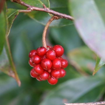 Kadsura japonica 