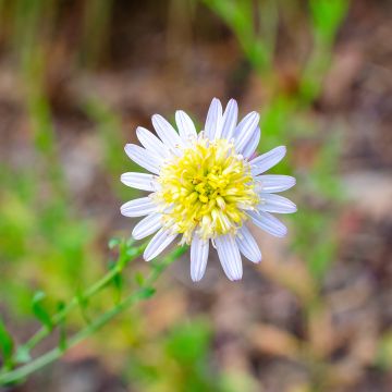 Kalimeris pinnatifida Hortensis