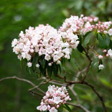 Kalmia latifolia - Mountain Laurel