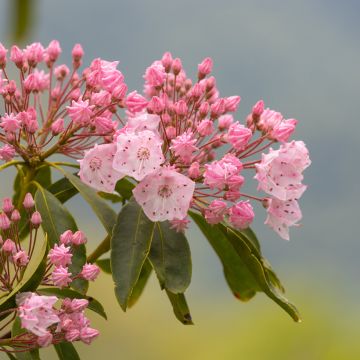 Kalmia latifolia Olympic Fire - Mountain Laurel