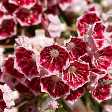 Kalmia latifolia Pinwheel - Mountain Laurel