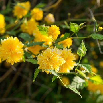 Kerria japonica Pleniflora - Japanese Rose