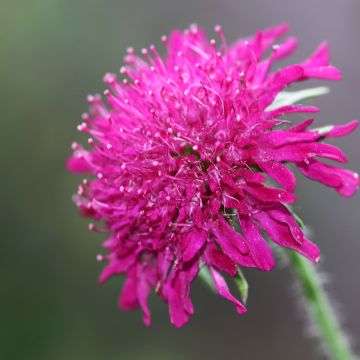 Knautia macedonica Mars Midget