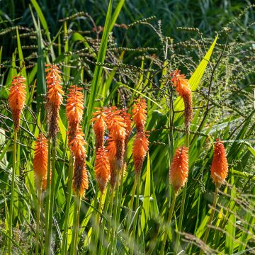 Kniphofia Alcazar - Red Hot Poker