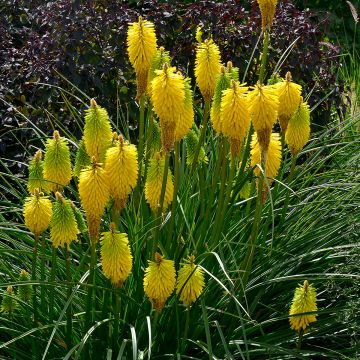 Kniphofia Bees Lemon - Tritoma