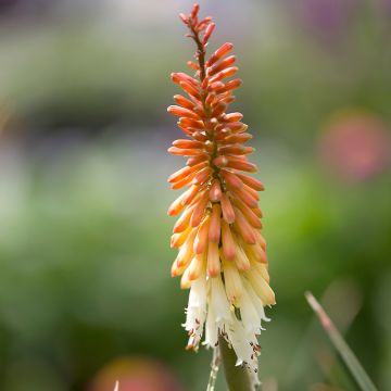 Kniphofia pauciflora Flamenco - Red Hot Poker