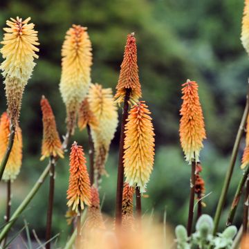 Kniphofia Tawny King - Red Hot Poker