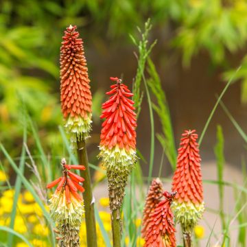 Kniphofia uvaria