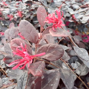 Loropetalum chinense Rouge de la Majorie