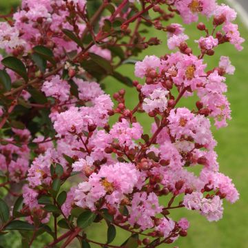 Lagerstroemia indica Pink Grand Sud - Crape Myrtle