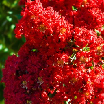 Lagerstroemia indica Victoria - Crape Myrtle