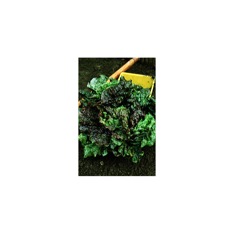 Batavia Lettuce Rouge Grenobloise - Lactuca sativa