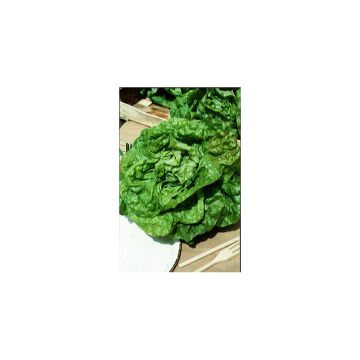 Butterhead Lettuce Blonde du Cazard - Lactuca sativa