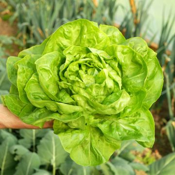 Butterhead Lettuce Kagraner Sommer 3 seeds