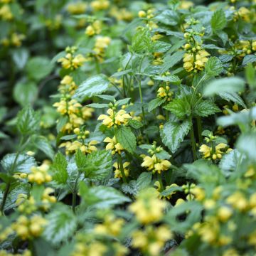 Lamium galeobdolon Florentinum - Yellow Deadnettle