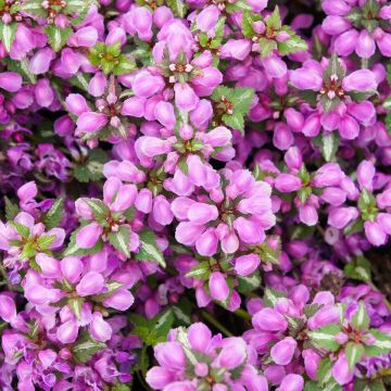 Lamium maculatum Pink Pewter, Lamier