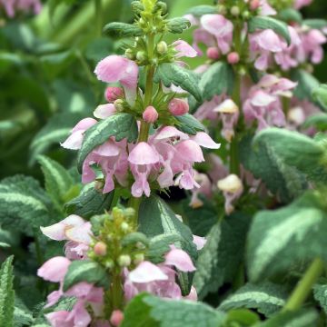 Lamium maculatum Shell Pink - Spotted Deadnettle