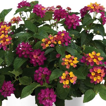 Lantana camara Gem Diva Pink - West Indian Lantana