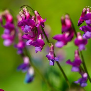 Lathyrus Vernus