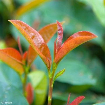 Prunus laurocerasus Copperbell - Cherry Laurel