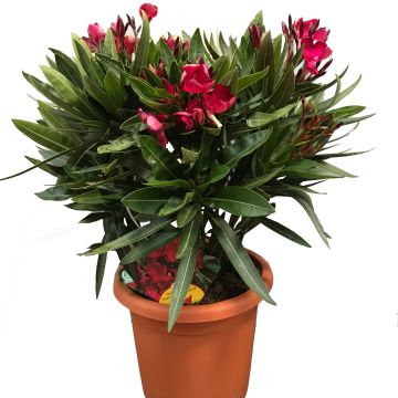 Nerium oleander Jannoch