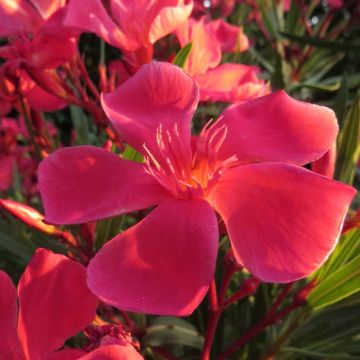 Nerium oleander Papa Gambetta