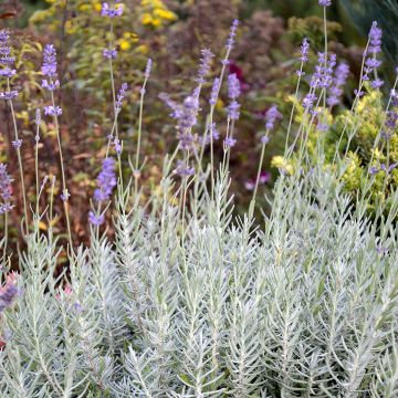 Lavandula x chaytorae Richard Gray - Hybrid Lavender