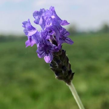 Lavandula pinnata var. pinnata - Lavender