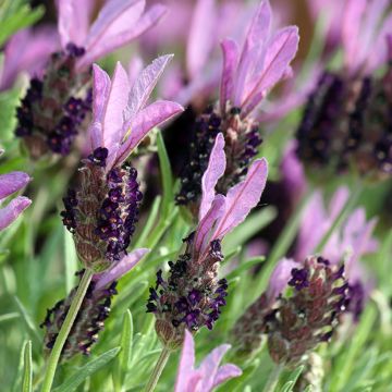 Lavandula stoechas Madrid Purple - French Lavender