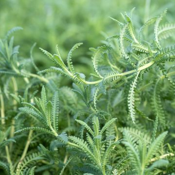 Lavandula dentata - Lavande dentée