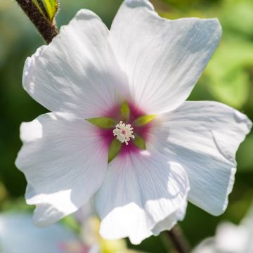 Lavatera Barnsley Baby - Tree Mallow