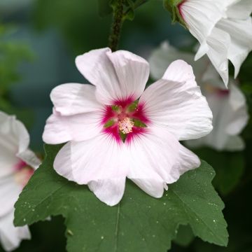 Lavatera Blushing Bride - Tree Mallow