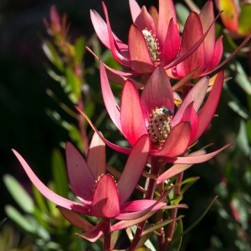 Leucadendron Safari Sunset - Conebush