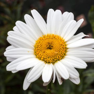 Leucanthemum superbum Becky - grande marguerite