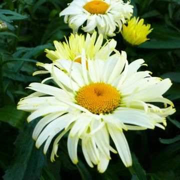 Leucanthemum superbum Broadway Lights - Shasta Daisy