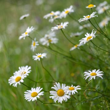 Leucanthemum vulgare