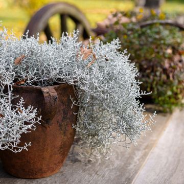 Leucophyta brownii  - Cushion Bush