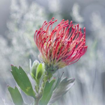 Leucospermum Ayoba Red - Red Spike Pincushion