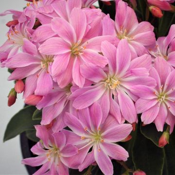 Lewisia cotyledon Rose Pink