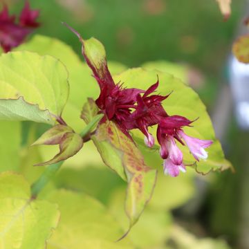 Leycesteria formosa Golden Lanterns