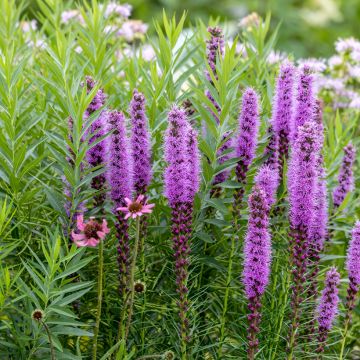 Liatris spicata, Liatride à épis, Plume du Kansas