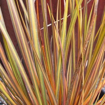 Libertia peregrinans Gold Leaf